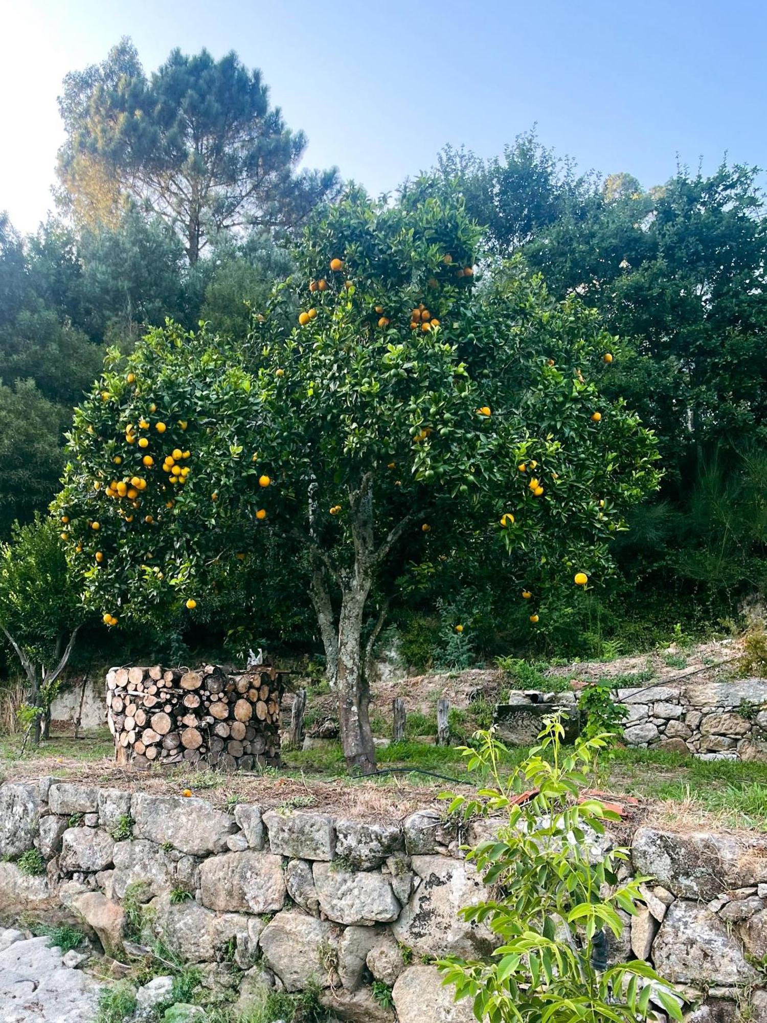 Nascente, Place In Nature Next To A Waterfall Loureiro  外观 照片